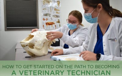 How to Get Started on the Path to Becoming a Veterinary Technician