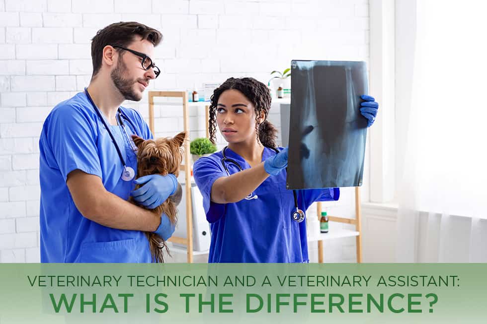 Veterinary Technician and Veterinary Assistant: What is the Difference?