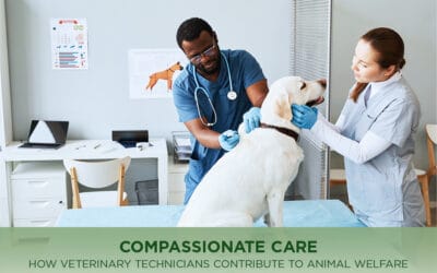How Veterinary Technicians Contribute to Animal Welfare