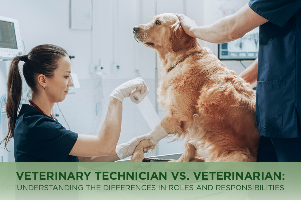 Veterinary Technician vs. Veterinarian: Understanding the Differences in Roles and Responsibilities