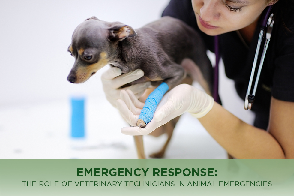 Emergency Response: The Role of Veterinary Technicians in Animal Emergencies