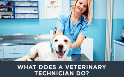 What Does a Veterinary Technician Do?