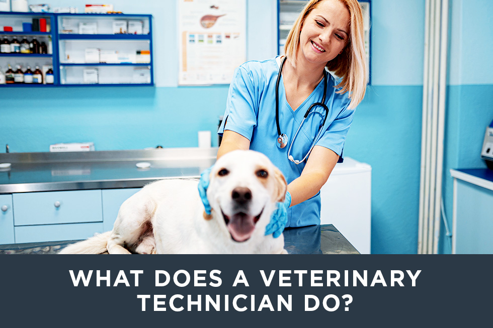What Does a Veterinary Technician Do?