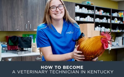 How to Become a Veterinary Technician in Kentucky