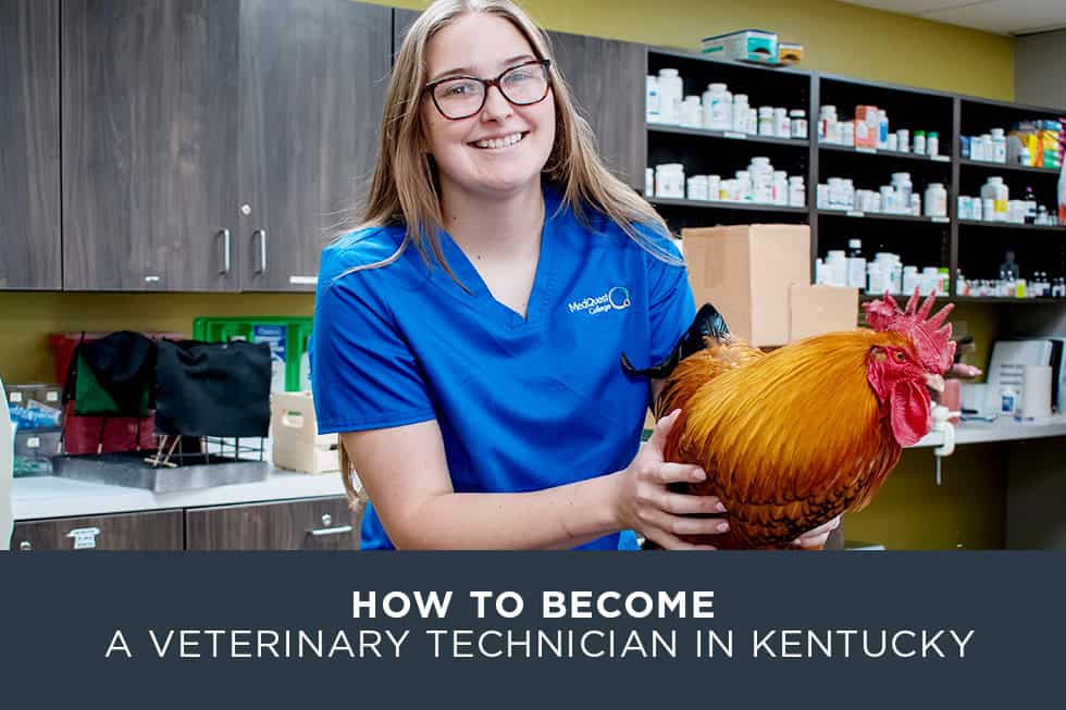 How to Become a Veterinary Technician in Kentucky
